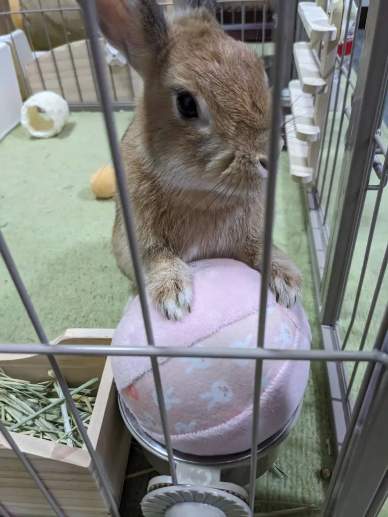 なぜウサギだらけなのか – ゲーム修理ドットコム