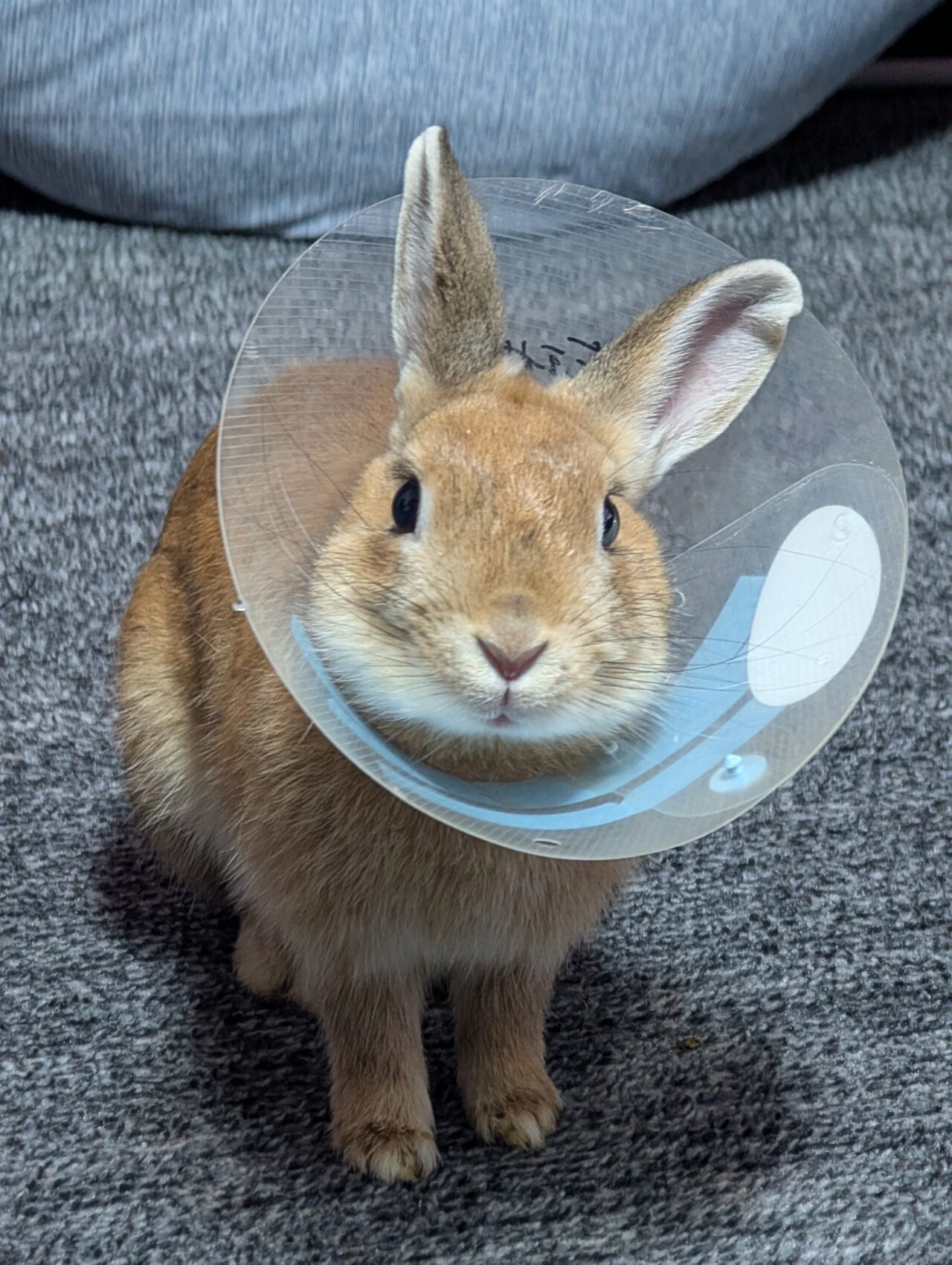 ウサギの手も借りたい。