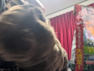 ウサギ達の誕生日(*'ω'*)