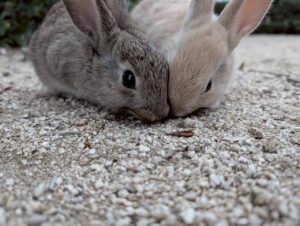 バニーチャージ、うさぎ島へ上陸!!
