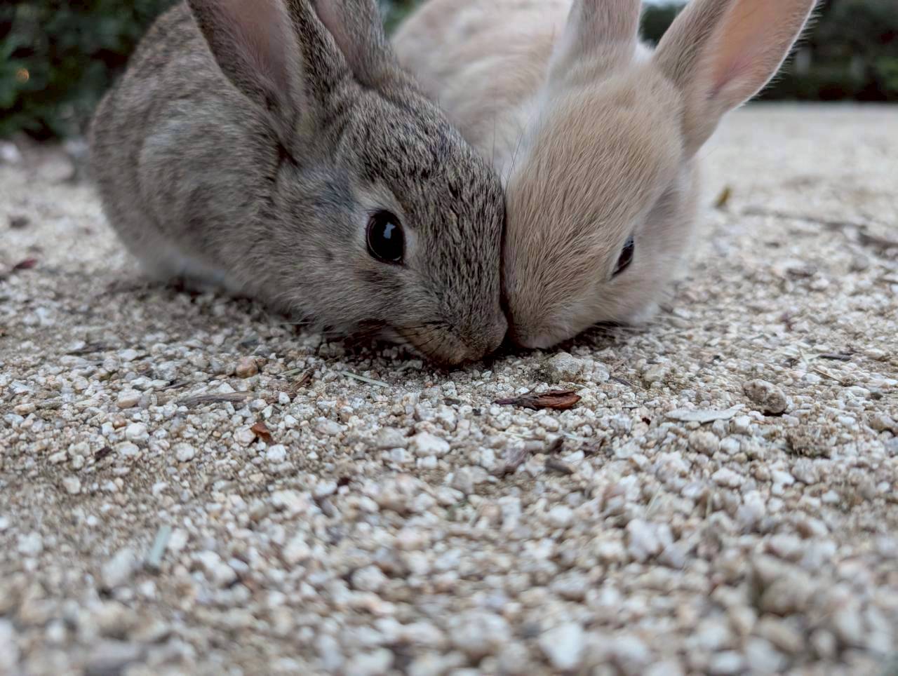 バニーチャージ、うさぎ島へ上陸！！